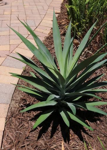 Outdoor Plants Landscaping, Plants Around Pool, Faux Olive Trees, Faux Outdoor Plants, Taro Plant, Peperomia Plant, Southwestern Home Decor, Yucca Plant, Faux Olive Tree