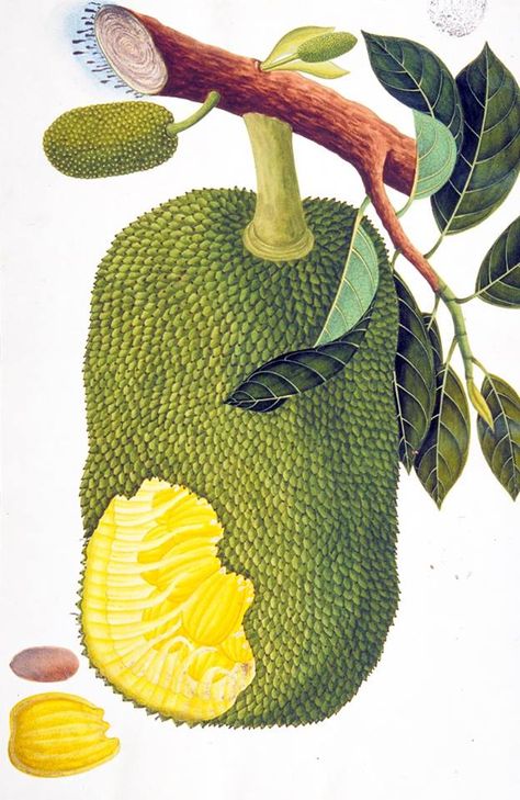 Jackfruit from the William Farquhar Collection of Natural History Drawings.  Source: National Museum of Singapore Facebook page. Jackfruit Drawing, Alamy Stock Photo, History Drawings, Sea Plants, Fruit Illustration, Tree Shop, Fruit Painting, Vintage Botanical Prints, Library Decor