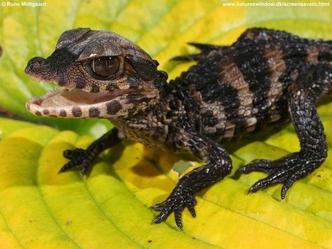 Baby Reptiles - 15 Adorable Photos To Brighten Your Day! Baby Reptile, Baby Lizards, Baby Alligator, Cute Reptiles, Young Animal, Reptiles Pet, Miniature Animals, Pet Hacks, Crocodiles