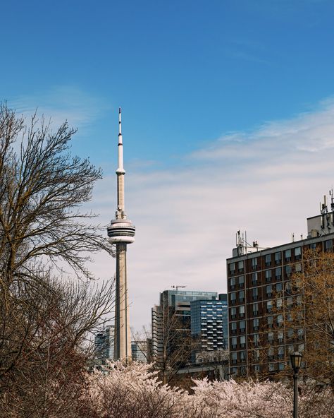 Blossoms blooming, CN Tower looming 🌸🏙️ Just another day capturing the beauty of Trinity Bellwoods Park. . . . . #TorontoViews #SpringVibes #BlossomMagic #CityscapeCapture #NoorRassam #SpringInTO #MagicCutStudios #TorontoSkyline #ParkViews #ExploreToronto Trinity Bellwoods, Toronto Skyline, Spring Vibes, Another Day, Cn Tower, Cityscape, The Beauty, Loom, Toronto