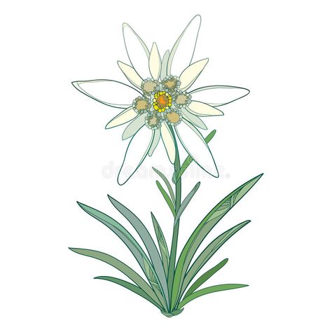 Vector Edelweiss or Leontopodium alpinum. Blooming flower and green leaves isolated on white background. Symbol of Alp Mountains. Vector Edelweiss or stock illustration Alp Mountains, Mountains Illustration, Edelweiss Flower, Alpine Plants, Thread Painting, Flower Photos, Coloring Pictures, Blooming Flowers, Flower Tattoos