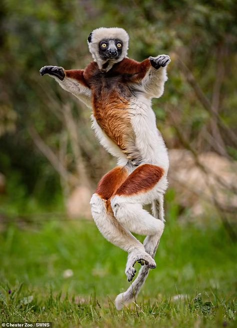 VIDEO: Rare dancing lemurs strut their stuff at Chester Zoo | Daily Mail Online Animal Extinction, Zoo Ideas, Chester Zoo, 9 December, Great Ape, After 4, Farm Heroes, Primates, Zoo Animals