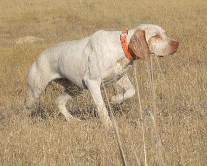 Braque Du Bourbonnais, Akc Breeds, American Kennel Club, Fancy Pants, Dog Breed, Dog Breeds, Pet Dogs, The Globe, Globe