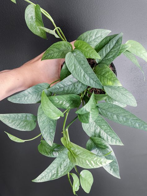 Are you jumping on the Cebu Blue bandwagon? Cebu Blue Pothos care is super easy, and it's one of the easiest plants to propagate! Cebu Blue Pothos, Pothos Varieties, Blue Pothos, Pothos Care, Best Indoor Hanging Plants, Pothos Plant Care, Cebu Blue, Houseplant Collection, Pothos Plants