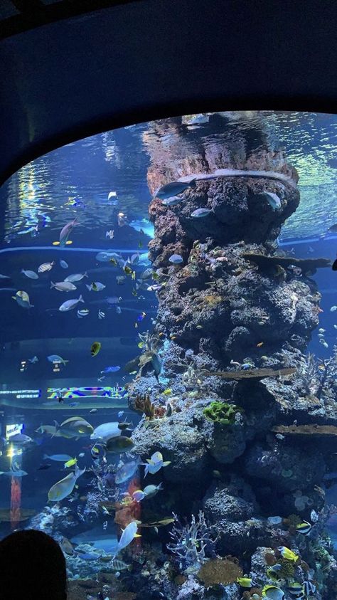 Aesthetic Aquarium, Aesthetic Fish, Aquarium Aesthetic, Aquarium Pictures, Water Aesthetic, Night Scenery, Ocean Vibes, Under Water, Aesthetic Pics