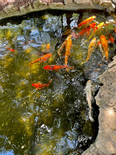 📍zilker botanical garden Botanical Garden Aesthetic, Zilker Botanical Garden, Koi Art, Summer Things, Garden Aesthetic, Botanical Garden, Koi Fish, Austin Tx, Botanical Gardens