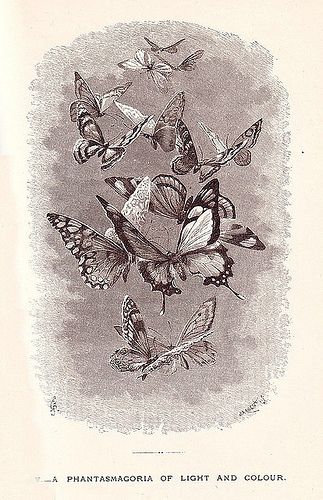 Victorian Illustration, Butterfly Illustration, Butterflies Flying, Antique Illustration, Vintage Illustrations, Vintage Butterfly, Butterfly Art, Old Books, Fell In Love