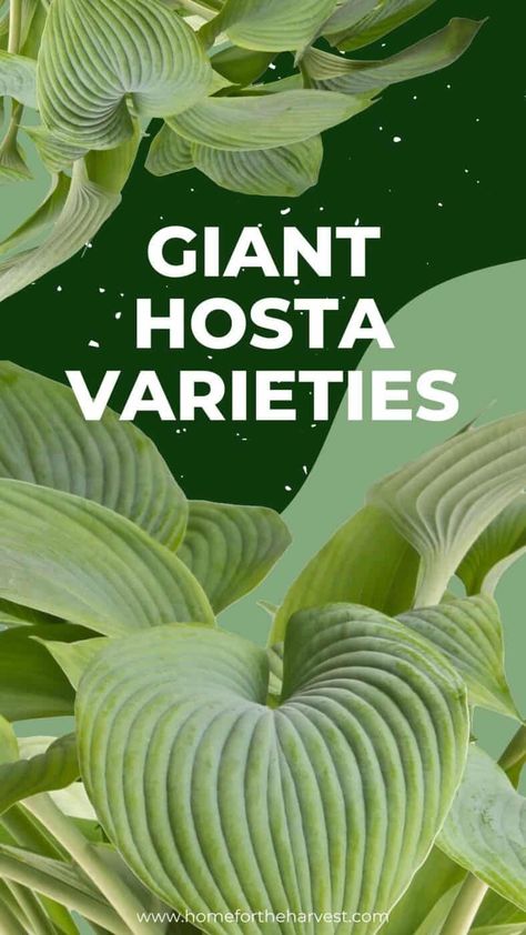 Types Of Hostas Perennials, Can Hostas Grow In Full Sun, Giant Hosta Varieties, Giant Hostas, Hosta Garden Ideas, Ferns And Hostas, Hostas For Shade, Types Of Hostas, Hosta Sum And Substance