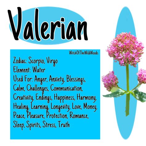 WitchOfTheWildWoods Valerian Magical Properties, Flower Correspondences Witchcraft, Cinquefoil Magical Properties, Virgo Element, St. John’s Wort Magical Properties, Healing Flowers, Valeriana Officinalis, Herbal Witch, Plant Magic