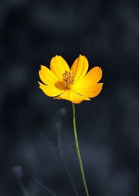 Cosmos Flowers Aesthetic, Yellow Cosmos Flowers, Yellow Cosmos, Best Flower Wallpaper, Photo Yellow, Cosmos Flowers, Stay Wild Moon Child, Day Photography, Flowers Aesthetic