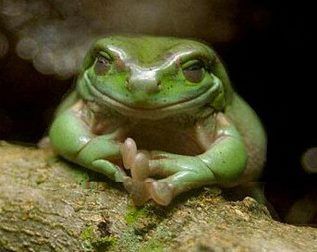 smiling frog Funny Animal Faces, Smiling Animals, Funny Frogs, Frog And Toad, Tree Frogs, Cute Frogs, Animal Faces, The Villain, Toad