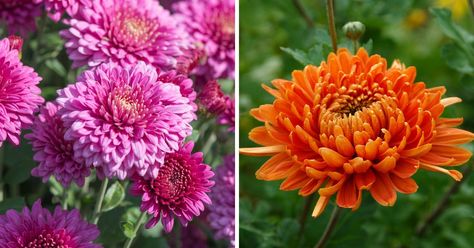 How to Keep Your Mums Blooming Through Fall - MelodyRepeat Hardy Mums, Potted Mums, Planting Mums, Dead Flowers, Insecticidal Soap, Overwintering, Fall Flower, Keep Alive, Garden Stuff