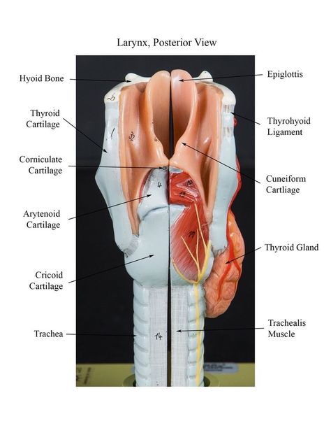 Anatomy Models Labeled, Slp Anatomy, Speech Language Pathology Grad School, Surgical Technologist Student, Respiratory System Anatomy, Mbbs Study, Anatomy Heart, Biology Diagrams, Diagnostic Medical Sonography