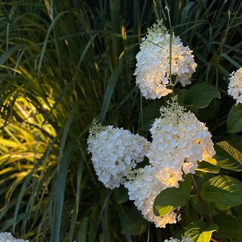 Cassandra Crouch MSGD on Instagram: "Hydrangea paniculata ‘Silver Dollar’ softly up lit in this subtle lighting scheme 💡🌿

#gardendesign #gardenlighting #lightingdesign #plantingdesign #gardenatnight #hydrangea #grasses #urbangarden" Hydrangea Paniculata Candlelight, Fire Light Tidbit Hydrangea, Hydrangea Paniculata, Silver Dollar, Plant Design, Garden Lighting, Urban Garden, Hydrangea, Lighting Design