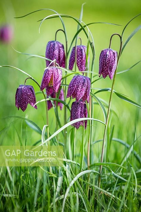 Fritillaria meleagris, snake's head fritillary. Perennial, April. Fritillaria Meleagris, Spanish Garden, Goth Garden, Garden Calendar, Cottage Garden Plants, Planting Plan, British Garden, Spring Bulbs, Back Garden