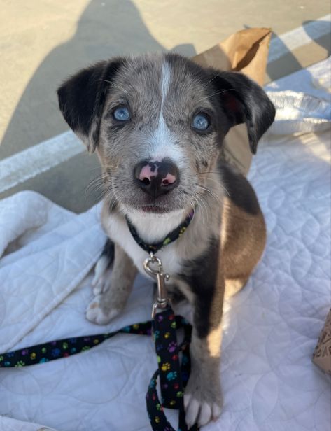 Australian shepard, pitbull, huskg mix Pitbull Shepard Mix Dogs, Australian Shepherd Pitbull Mix Puppy, Australian Shepard Mix, Pitbull Husky, Pitbull Mix Puppies, Lashes Tutorial, Dream Pet, Shepherd Mix Dog, German Shepherd Mix