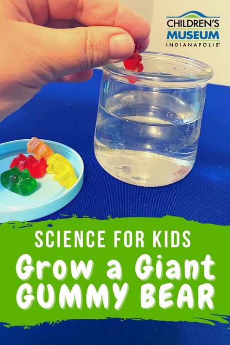 Grow a giant gummy bear and learn about science too! This fun experiment for kids is great for a fun homeschool idea or a summer activity for kids. Our museum scientists have put together a step by step tutorial for a fun at home science lab for kids. Gummy Bear Experiment For Kids, Home Science Lab, Gummy Bear Science Experiment, Gummy Bear Experiment, Giant Gummy Bear, Homeschool Science Lessons, Making Gummy Bears, Summer Activity For Kids, Fun Experiments For Kids