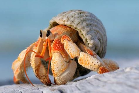 How To Learn To Speak To An Unusually Wise Hermit Crab Pet Aesthetic, Fauna Marina, Pet Memes, Animal Study, Beautiful Sea Creatures, Hermit Crab, Aquatic Animals, Cute Animal Photos, Ocean Creatures