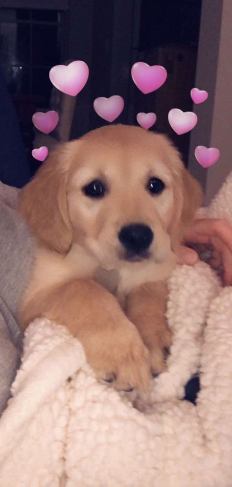 Golden cachorro con corazones Dog Snapchats, Golden Retriever Mix, Psy I Szczenięta, 골든 리트리버, Snapchat Funny, Dog Wallpaper, Retriever Puppy, Cute Dogs And Puppies, Cute Animal Pictures