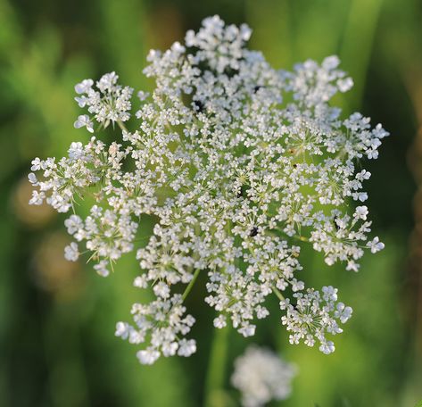 FGF forest gully farms Hemlock Flower, Forest Glamping, Conium Maculatum, Water Hemlock, Camping Cabins, Queen Anne's Lace, Food Forest, Queen Annes Lace, Permaculture