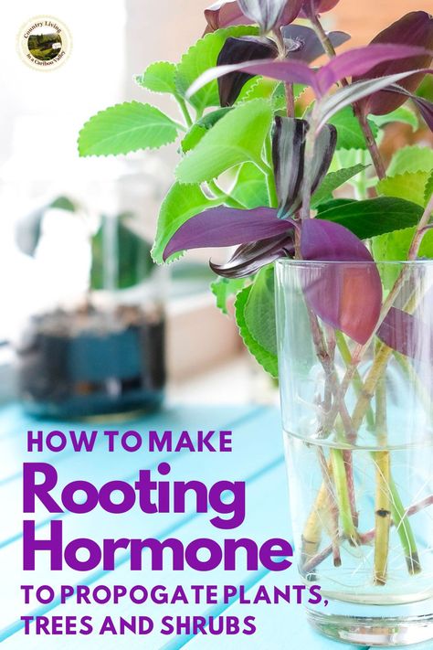 How to make homemade rooting hormone. Use willow branches to make cheap, effective, all natural rooting hormone. Propogate shrubs, trees and plants with this easy to make rooting hormone. #rootinghormonediy #gardeningtips #propogation Rooting Hormone Diy, Landscaping Natural, Rooting Plants, Willow Water, How To Make Water, Watering Plants, Diy Hack, Household Plants, Gardening Landscaping