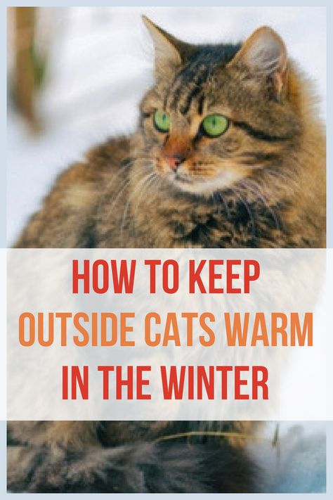 Wow smart ideas! How to keep outside cats warm during the winter without electricity! Great info for homesteading beginners Outside Cats Tips, Farm Cat Shelter, Barn Cats Care, Cat Outside House, Outdoor Kitten Care, Outside Cat House For Winter, Barn Cat House, Barn Cat Shelter, Outside Cat Shelter