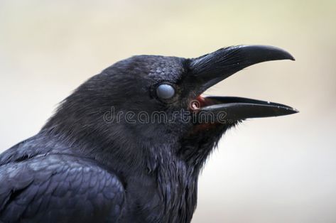 Crow Head, Head Drawings, Raven Head, Head Reference, Anatomy Drawing, All Birds, Portrait Girl, Song Bird, Drawing Inspiration