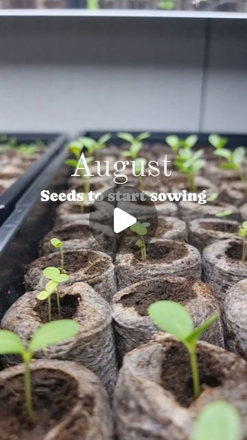 Jodie Dorsch on Instagram: "It's TIME to get those seeds sown and ready for planting out in spring ( or autumn if your uk and USA) . Here's a list of some of the things you can be sowing now indoors 👇  Broccoli  Cauliflower  Kale  Cabbage  Celery  Bok choy  Spring onion  Silverbeet  Chives  Coriander  Thyme  Sage  Cornflower  Calendula  Borage  Viola  Capsicum/chilli ( indoors somewhere warm if your coming into the spring season, these take longer to grow 😉)   If your confused about sowing planting and growing this year drop your questions in the comments OR   If you want an extra helping hand planning your garden out this spring then drop a "GUIDE" in the comments and ill send you the link to go check out how my guided ebook course can help you 😉   #vegegardening #learntogrowfood #begi Kale Cabbage, Broccoli Cauliflower, Helping Hand, Grow Your Own Food, Spring Onion, Helping Hands, Spring Season, Thyme, Kale