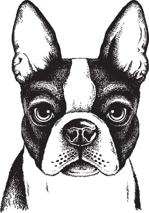 Boston Terrier Art, Boston Terrier Lover, Boston Art, Puppy Sitting, Boston Terrier Love, 강아지 그림, Boston Terrier Puppy, White Drawing, Boston Terrier Dog