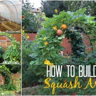 wonderfuldiy - WonderfulDIY How To Regrow Pineapple, Squash Arch, Pumpkin Trellis, Squash Trellis, Orchard Ideas, Garden Orchard, Rose Trellis, Growing Pumpkins, Trellis Ideas