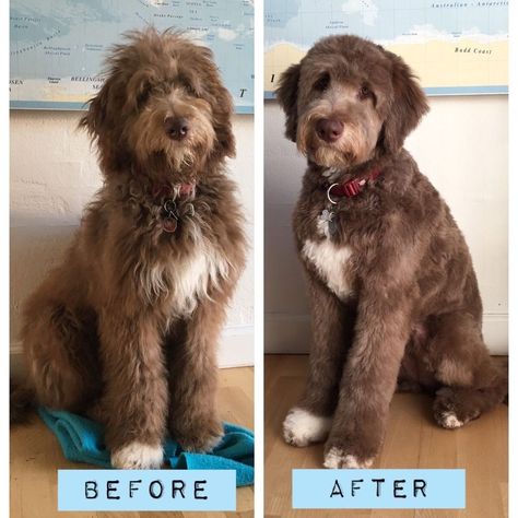 Aussiedoodle Haircuts Aussiedoodle Haircut Styles, Aussiedoodle Haircut, Paw Ideas, Puppy Grooming, Summer Haircuts, Instagram Guide, Haircut Styles, Dog Items, November 13