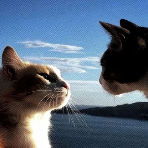 Two cats, one orange and one black and white, look at each other with loving eyes. The background portrays a blue and cloudy sky, following a calm ocean and a dark green island. In the original photo, the cats kiss. Cats Loving Each Other, 2 Cats Kissing, 2 Cats Together Aesthetic, Orange And Black Cat Matching Pfp, Cats Looking At Each Other, 2 Cats Together, 2 Cats In Love, Two Cats In Love, Cats Kissing