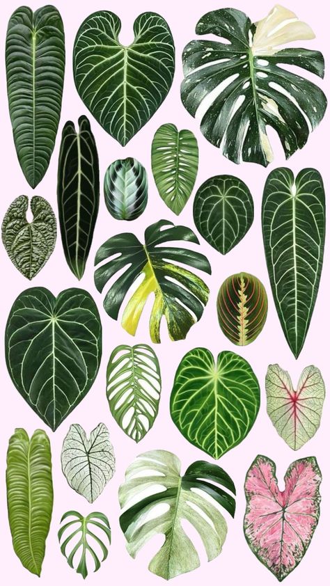 Tropical Leaves Illustration, South African Flowers, African Flowers, Flower Sketches, Miniature Plants, Botanical Painting, Plant Art, Orchid Flower, Art Activities