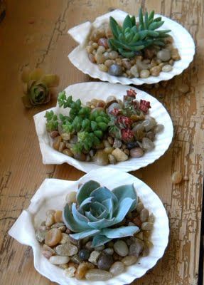 Shell Planter, Art Coquillage, Seashell Projects, Succulent Garden Diy, Shell Crafts Diy, Succulent Gardening, Succulents In Containers, Succulent Arrangements, Cactus Y Suculentas