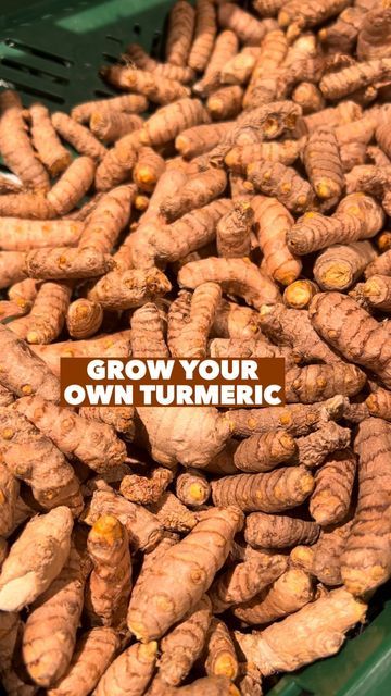 Patrick Vernuccio • Balcony Gardening & Plants on Instagram: "Grow your own Turmeric in pots & containers 🌱💚 It’s actually easy & rewarding to grow Turmeric and the process is similar to Ginger. And this is great because both combined in a juicer would provide you with a very healthy juice. I love to have a shot of them mixed together every morning! It’s packed with antioxidants. * Follow @thefrenchiegardener to learn how to grow food in pots & containers on a balcony, terrace or patio * Guid Grow Turmeric, Turmeric Plant, Growing Ginger, Balcony Gardening, Growing Greens, Grow Food, Summer Harvest, Gardening Plants, Balcony Terrace