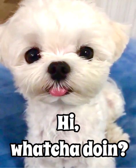 Cute Puppy Meme, Hi Meme, Puppy Meme, Puppy Pics, White Puppy, Picture Quote, White Puppies, Puppy Pictures, Dog Quotes