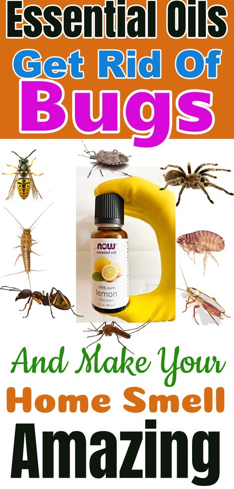 Diy Bug Repellent Spray, Stink Bug Repellent, Essential Oil Bug Repellent, Repellent Diy, Essential Oil Bug Spray, Diy Bug Repellent, Bug Repellent Spray, Homemade Bug Spray, Diy Bug Spray