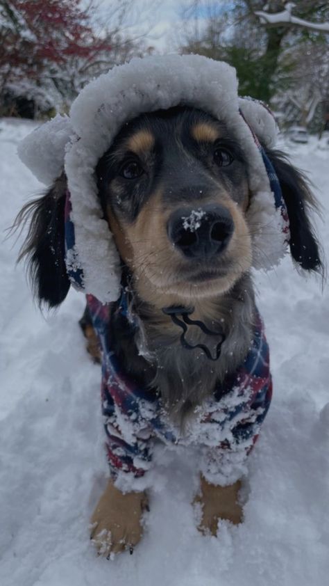 Winter Aesthetic Animals, Christmas Preppy Photos, Winter Dogs Aesthetic, Dog Winter Aesthetic, Dog Christmas Aesthetic, Christmas Animals Aesthetic, Christmas Dogs Aesthetic, Dogs In Christmas Outfits, Winter Dog Aesthetic