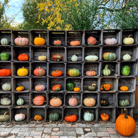 Helen Warlow, Farmers Market Display, Pumpkin Patch Photoshoot, October Decorations, Tiny Farm, Harvest Day, Harvest Fest, Fall Farm, Pumpkin Wall