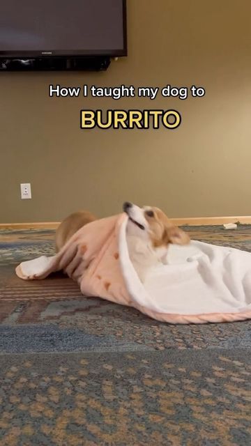 Lincoln | Pembroke Welsh Corgi on Instagram: "How to teach your dog burrito ✨ this is one of my favorite tricks Lincoln does so here’s how I taught him! Remember, be patient with your pup and this is not intended to be taught in one training session!" Burrito Dog Trick, How To Teach Your Dog Burrito, Dog Burrito, Dog Tricks, Dog Hacks, Cute Corgi, Pembroke Welsh Corgi, Be Patient, Welsh Corgi