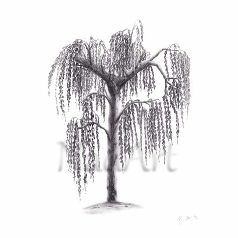 Birch Tree Drawing, White Birch Trees, First Drawing, White Birch, Tree Drawing, Birch Tree, Charcoal Drawing, Stay At Home, At Home