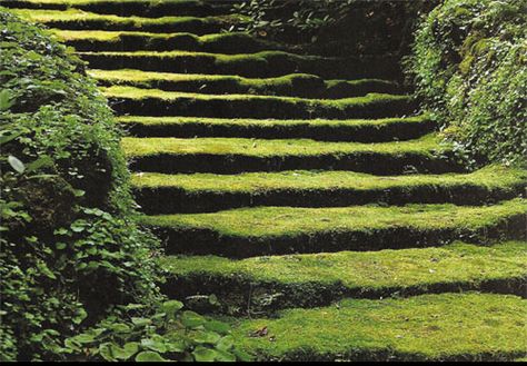 Moss moss and more moss. Lost Gardens Of Heligan, Lost Garden, Garden Stairs, Garden Steps, Moss Garden, Moss Art, Have Inspiration, Garden Pathway, Stairway To Heaven