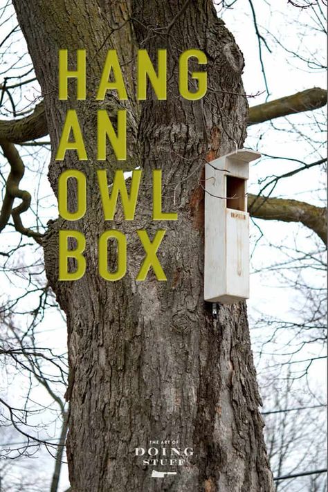 Owl Habitat, Owl Nest Box, Backyard Birds Sanctuary, Homemade Bird Houses, Owl Box, Bird Feeding Station, Bird Houses Ideas Diy, Bird House Plans, Bird Box