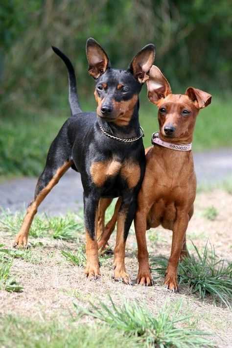 110+ Best Miniature Pinscher Dog Names Prague Ratter, Miniature Doberman Pinscher, Miniature Doberman, Dog Name Ideas, Min Pin Dogs, Pincher Dog, Miniature Pinscher Puppy, Tips For Dogs, Regard Animal