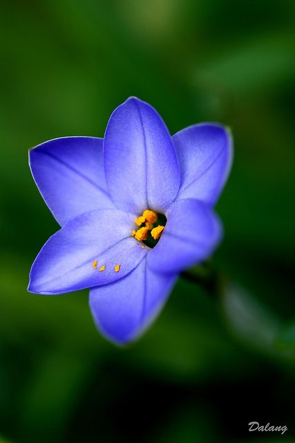 Blue Star Flower Blue Star Flower Tattoo, Blue Cosmos Flowers, Blue Star Flower, Periwinkle Starry Flowers, Blue Lotus Flower Photography, Happy Good Morning Images, Reference Photos For Artists, Little Garden, Star Flower