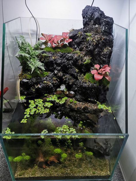 Waterfall Paludarium, Paludarium Ideas, Antique Bird Cages, Fish Tank Themes, Aquarium Garden, Fish Tank Terrarium, Taman Air, Aquascape Design, Underwater Plants