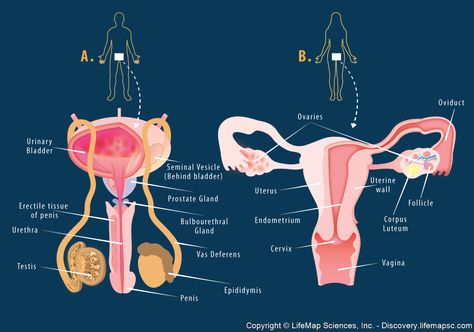 The reproductive system is a combination of internal and external organs that differ between man and woman. These organs are responsible of the reproduction of human life. Medicine Animation, Reproductive System Project, Reproductive System Activities, Female Reproductive System Anatomy, The Female Reproductive System, Cpc Exam, Medical Life, Nurse Study Notes, Female Reproductive System