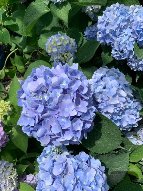 Bloomstruck Endless Summer Hydrangea Endless Summer Hydrangea, Endless Summer, Hydrangea, Flowers, Beauty