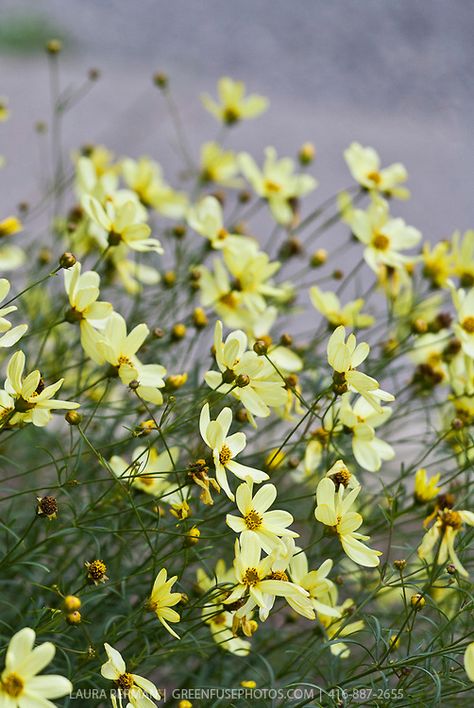 Moonbeam Coreopsis  (Coreopsis  verticillata 'Moonbeam') Moonbeam Coreopsis, Coreopsis Verticillata, Coreopsis Moonbeam, Yellow Perennials, Dark Foliage, Lighting Landscape, Garden Farm, Yellow Plants, Farm Food