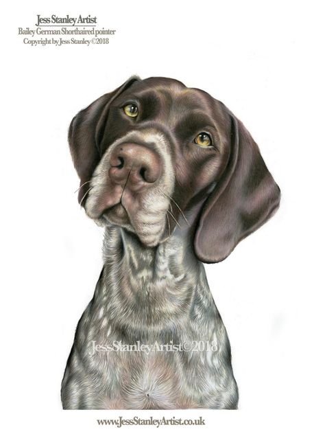 German Shorthaired Pointer Drawing Easy, German Shorthair Pointer Art, Watercolor German Shorthair Pointer, German Pointer Tattoo, German Shorthaired Pointer Painting, German Shorthaired Pointer Art, Pointer Dog Drawing, Gsp Painting, German Shorthaired Pointer Drawing